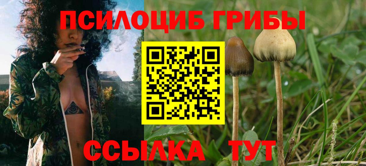 Брянск  Галлюциногенные грибы GOLDEN TEACHER  Вход с VPN  Галлюциногенные грибы Psilocybine cubensis 